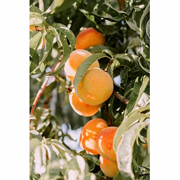 apricot