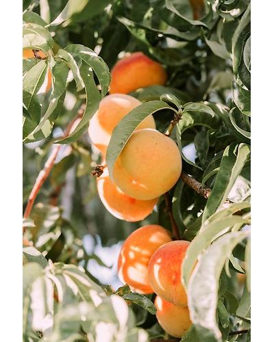 APRICOT-12336466