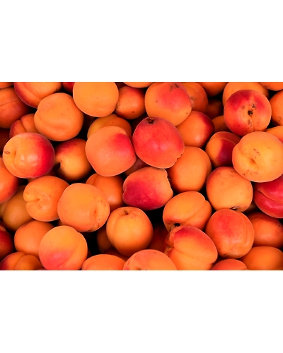 APRICOT-1