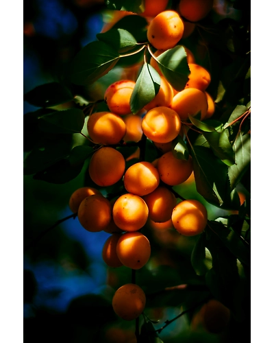APRICOT-2