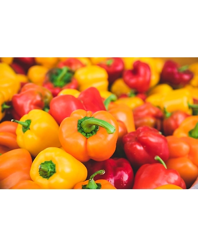 YELLOW BELL PEPPER-1