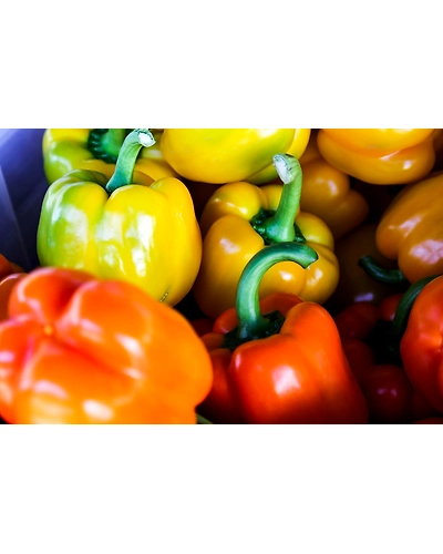 YELLOW BELL PEPPER-4