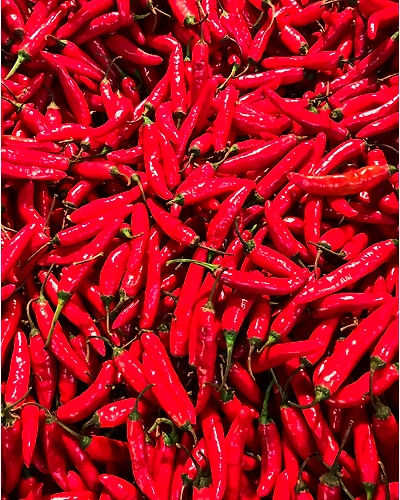 RED CHILLIES-2