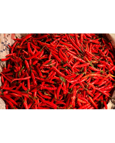 RED CHILLIES-3