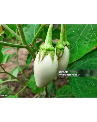 WHITE BRINJAL-1
