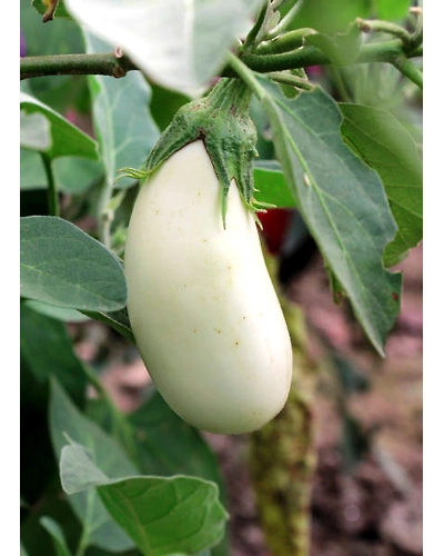 WHITE BRINJAL-2