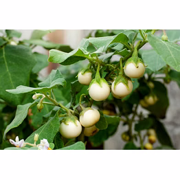 white brinjal