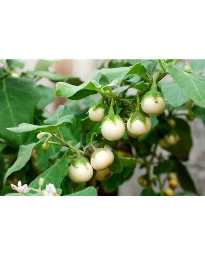 WHITE BRINJAL-12336514