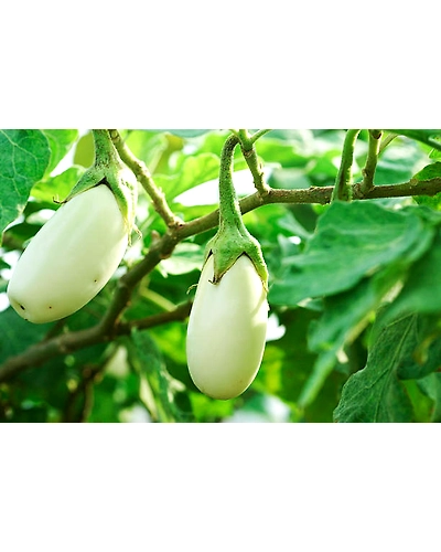 WHITE BRINJAL-4