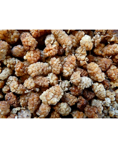 DRIED MULBERRIES-12336544