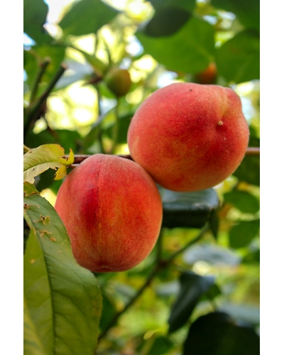 PEACHES-2