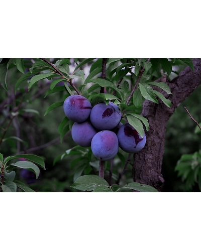 BLACK PLUM-3