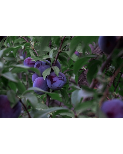 BLACK PLUM-1