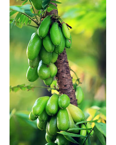 BILIMBI (TREE SORREL)-1