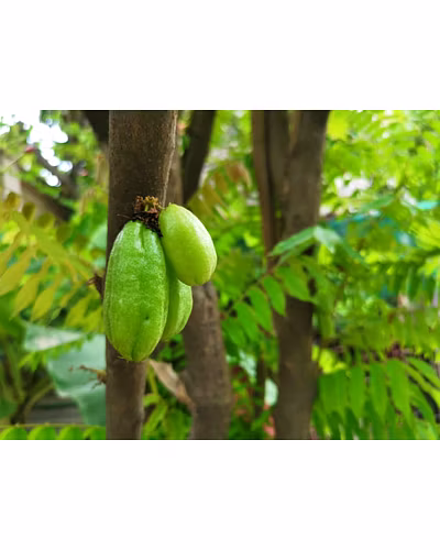 BILIMBI (TREE SORREL)-2