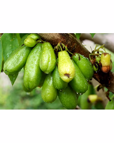 BILIMBI (TREE SORREL)-4