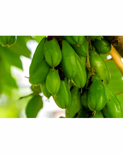 BILIMBI (TREE SORREL)-5