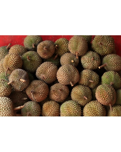 DURIAN-12336620