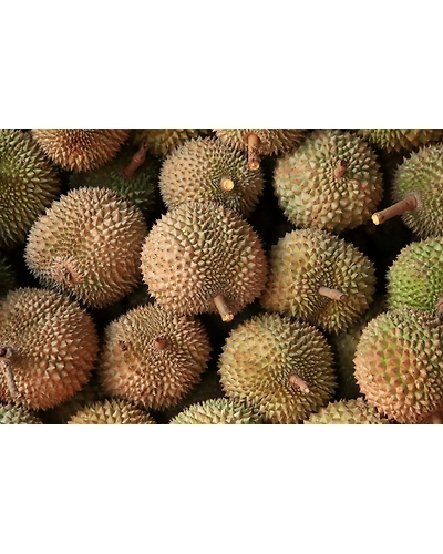 DURIAN-4