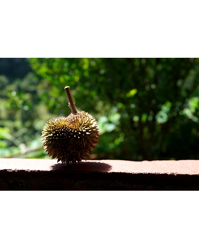 DURIAN-2