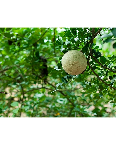 KABEET-1