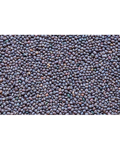 BLACK GRAM BEANS ( URAD)-2