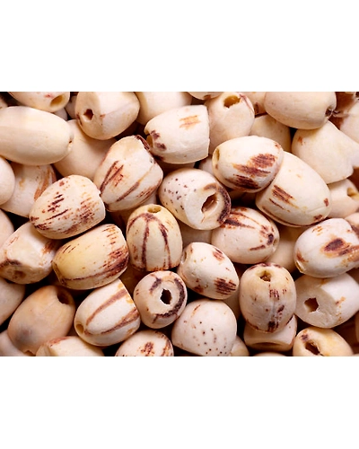 LOTUS SEEDS-3
