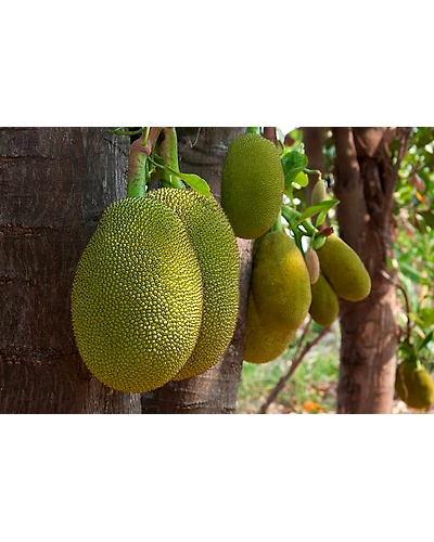 JACKFRUIT-2