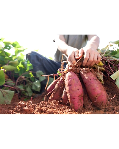 FRESHO SWEET POTATO-2