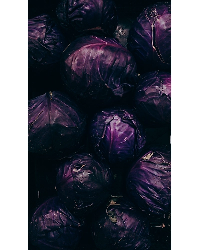 RED CABBAGE-12337078