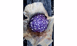 RED CABBAGE
