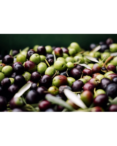 OLIVES-1