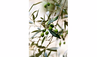 OLIVES