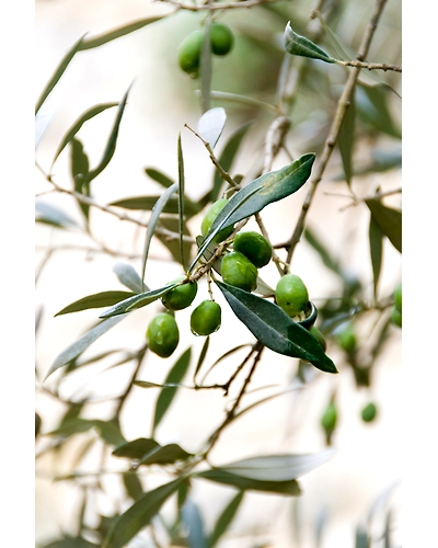 OLIVES-2
