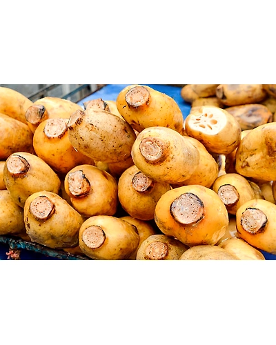 LOTUS ROOT-2