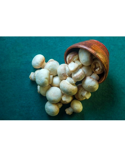 MUSHROOMS-2