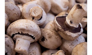 MUSHROOMS