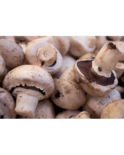 MUSHROOMS-1