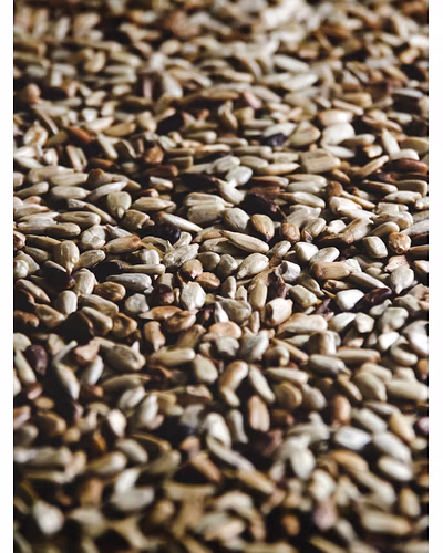 SESAME-12337108