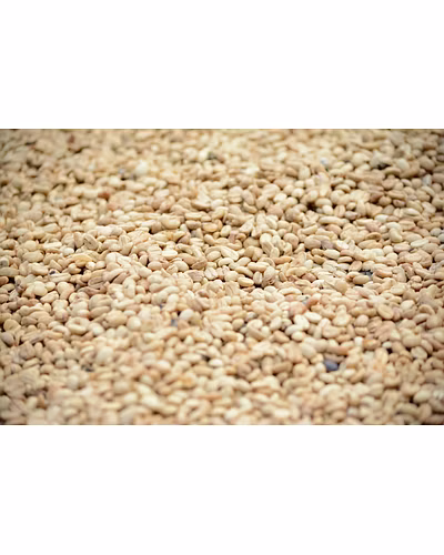 SESAME-1