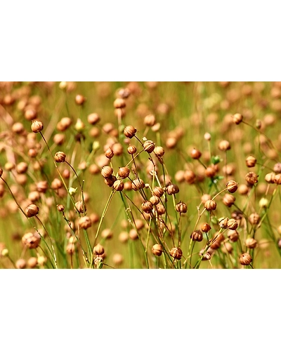 LINSEED OR FLAX-1