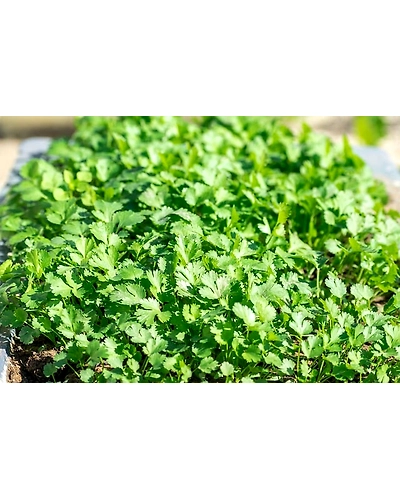 CORIANDER LEAF-12337114