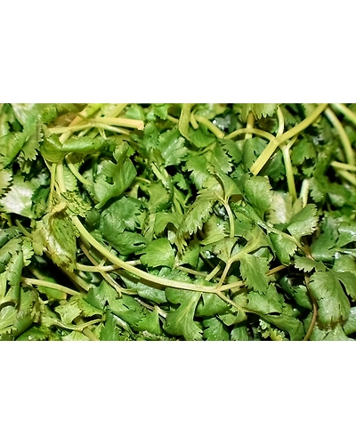 CORIANDER LEAF-1