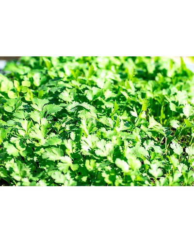 CORIANDER LEAF-2