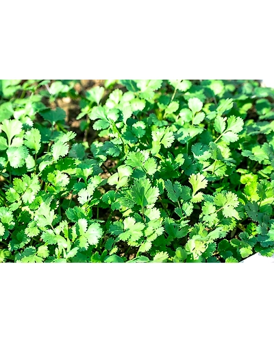 CORIANDER LEAF-3