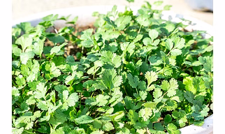 CORIANDER LEAF