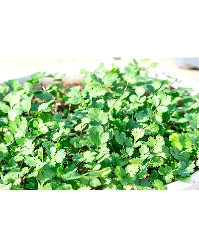 CORIANDER LEAF-4