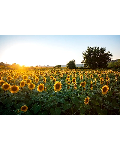 SUN FLOWER-4