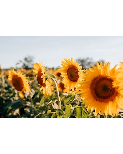 SUN FLOWER-3