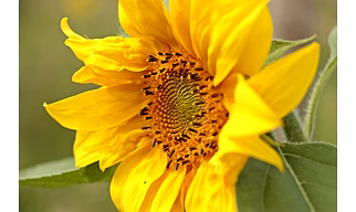 SUN FLOWER